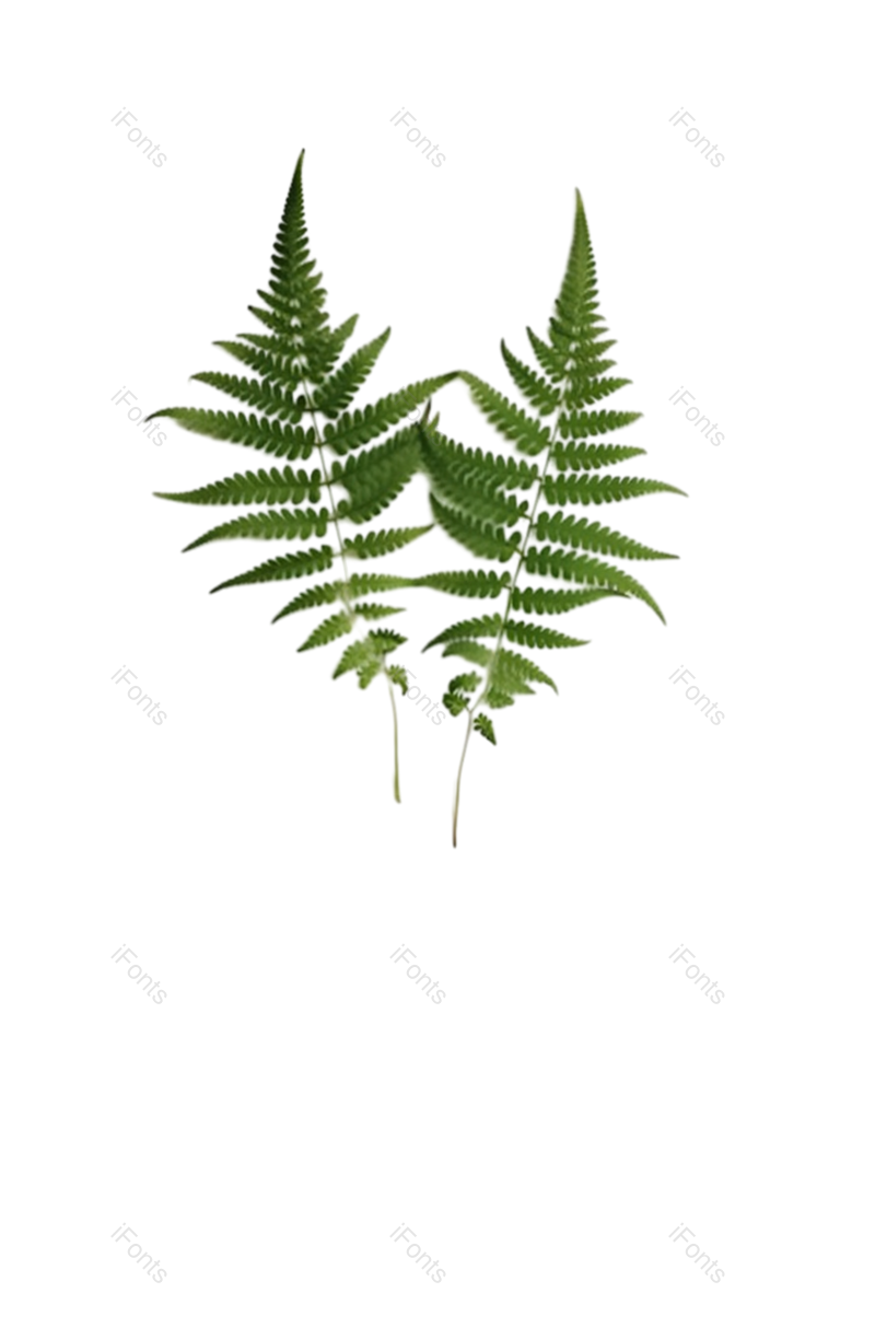 叶子图片,装饰元素,纹理PNG,摄影免抠素材